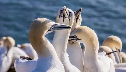 青岛vs广东首发阵容详情 一览(2025年08月08日)